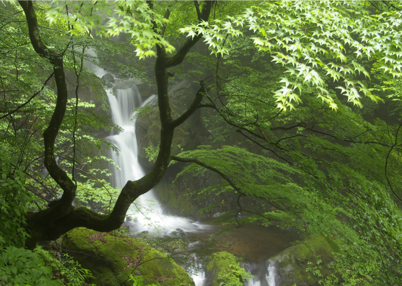 20080603 緑の渓流-2