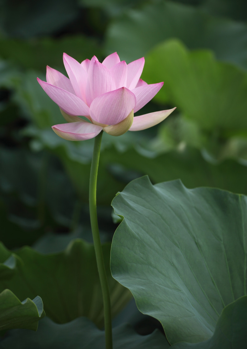 20120809ハスの花-4