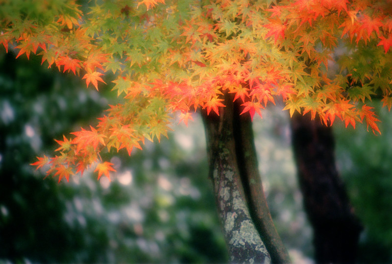 吹揚神社紅葉のコピー