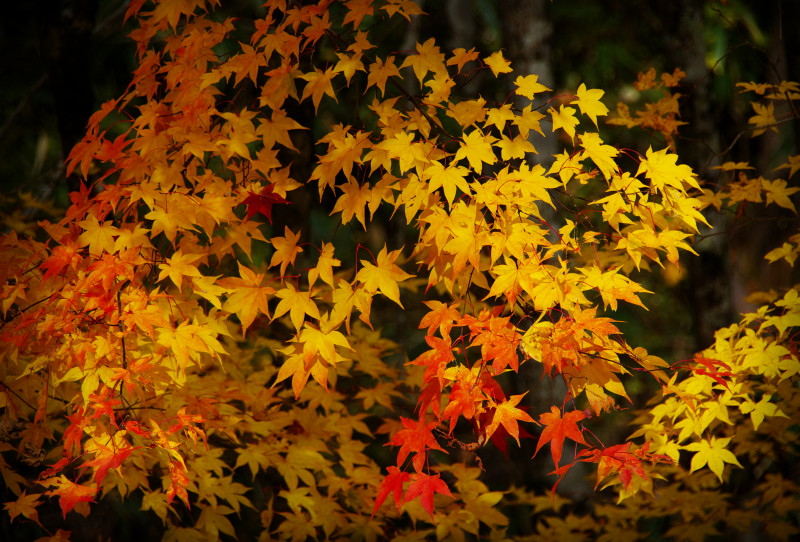 __IGP7557.tif照る紅葉-小田深山のコピー