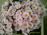 DSCF0257