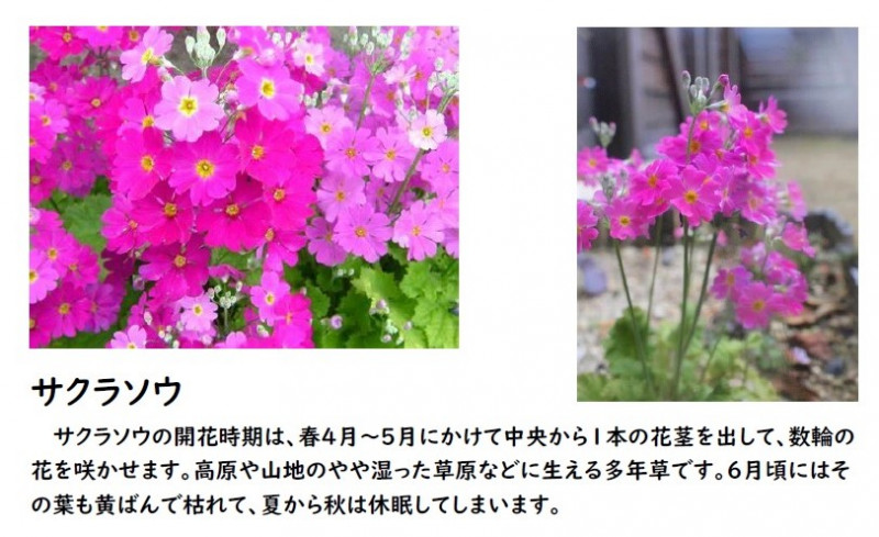 00-花の植え方③