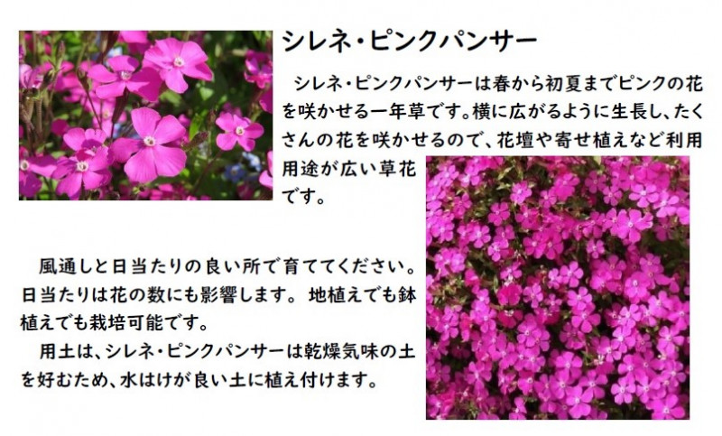 00-花の植え方④
