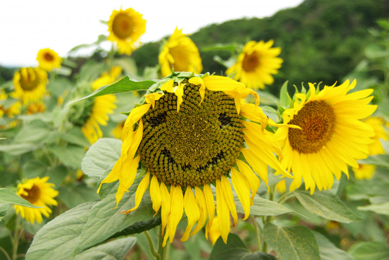 2010.8.17世羅ひまわりの花-1のコピー