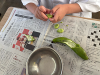 soramame6