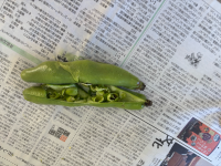 soramame2